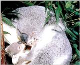 Koala Bears 2/5 jpg