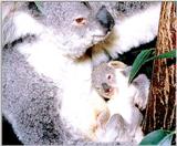 Koala Bears 3/5 jpg