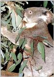 Koala Bears 4/5 jpg