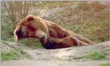Another misexposed pic saved by the Coolscan - Kodiak Bear in Nindorf Animal Park