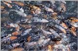 Koi in a feeding frenzy
