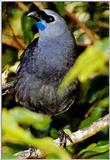 Kokako N.Z. 1/1 jpg