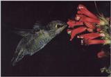 Re: Hummingbirds Please (2 pics with 460 kb)