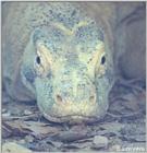 Komodo Dragon #1