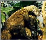 Komodo Dragon 1