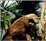 Komodo Dragon