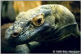 komodo dragon 2