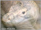 Komodo Dragon #3