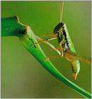 Korean alpine grasshopper (J01) (밑드리메뚜기)