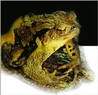 Korean Amphibian: Common Toad J01 - portrait closeup