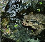 Korean Amphibian: Common Toad J05 - hunting a grasshopper