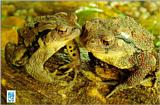 Korean Amphibian: Common Toad J06 - friendly pair on rock