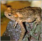 Korean Amphibian: Water Toad J01 - on rock - closeup (물두꺼비)