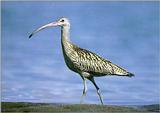 Korean Bird - Australian Curlew J02, walking on shore