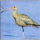 Australian Curlews