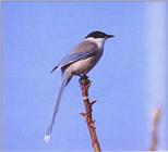 Azure-winged Magpie (Cyanopica cyana) - 물까치