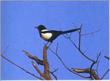 Black-billed Magpie (Korea)