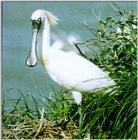 Black-faced Spoonbill (Platalea minor)