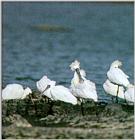 Black-faced Spoonbill (1/1) - 저어새
