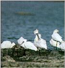 Black-faced Spoonbill (1/1) - 저어새