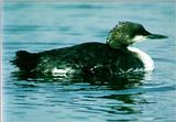 Black-throated Loon - Winter plumage (큰회색머리아비)