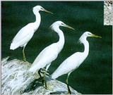 Chinese Egrets (Egretta eulophotes; 노랑부리백로)