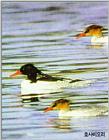 Chinese Mergansers (호사비오리)