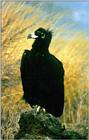 Eurasian Black Vulture (1/1)