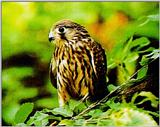 Eurasian Kestrel (황조롱이)