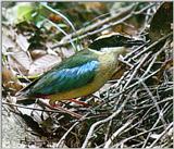 Fairy Pitta (팔색조)