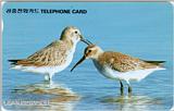 Korean Bird - Great Knot (J01) - Pair in water (붉은어깨도요 한쌍)