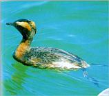 Horned Grebe 1 - Summer plumage (1/1)