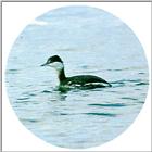 Horned Grebe 2 - Winter plumage (1/1)