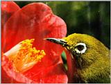 Bird of Korea - Japanese White-eye (1/1) - 동박새