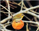 Korean Bird - Japanese White-eye (동박새)