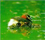 Little Grebe 1 - Summer plumage (1/1)