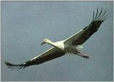 Korean Bird - Oriental White Stork J01 - in flight - 황새 - Ciconia ciconia boyciana
