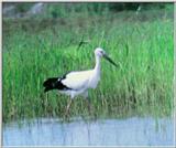 Korean Bird: Oriental White Stork J02 - Foraging in swamp