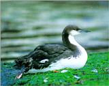 Pacific Loon - Winter plumage (회색머리아비)