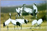 Manchurina Red-crowned Cranes (1/1)