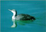 Red-throated Loon - Winter plumage (아비)