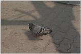 Feral Pigeon (Columba livia domestica)