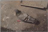 Feral Pigeon (Columba livia domestica)