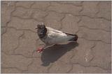 Feral Pigeon (Columba livia domestica)