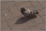 Feral Pigeon (Columba livia domestica)