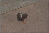 Feral Pigeon (Columba livia domestica)