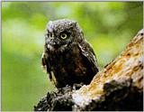 Scops Owl (1/1)