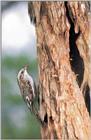 Korean Bird - Tree Creeper (나무발발이)