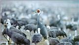 White-naped Cranes (1/1) - 재두루미