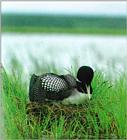 Yellow-billed Loon 1 - Gavia adamsii - Summer plumage (흰부리아비)